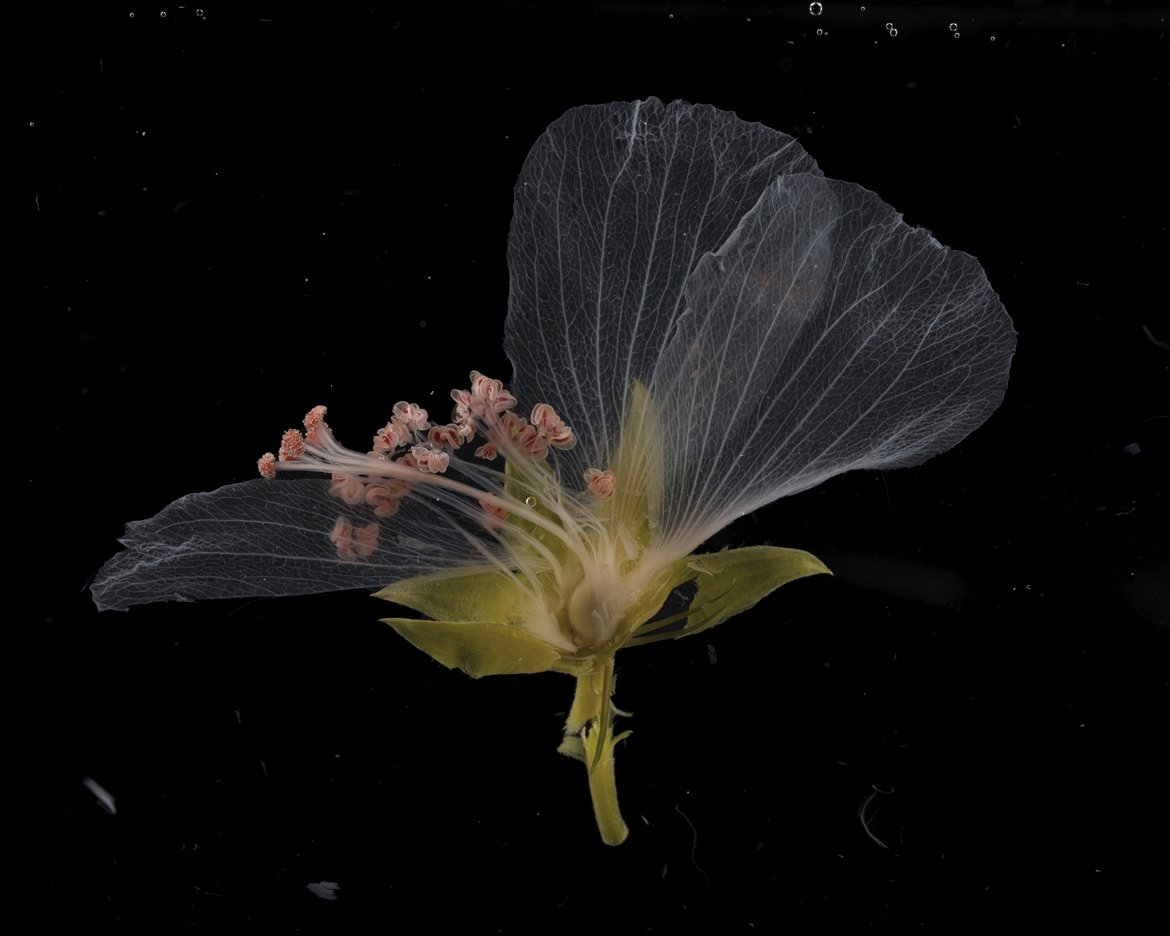 © Nailia Schwarz, Germany, entry, Open Competition, Creative, 2026 Sony World Photography Awards